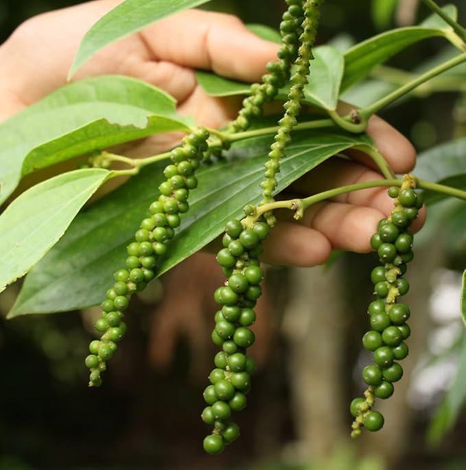 Black Pepper Essential Oil - Direct from Madagascar Farms - Steam Distilled - Aceite Pimienta Negra for Aromatherapy, Massage, Diffuser, DIY Candle and Soap Making - 2lbs