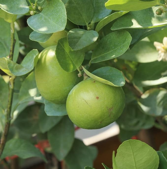 Lime Essential Oil - Direct from Citrusmade in Sicily- Pure Essential Oils for Diffusers and Aromatherapy in The Mediterranean - 100% Pure Therapeutic Grade (15ml)