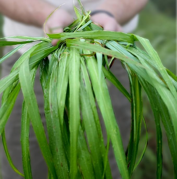 Citronella Essential Oil - Direct from Central Java, Indonesia - Pure Essential Oil for Diffusers and Aromatherapy | 100% Pure Therapeutic Grade (22LBS)