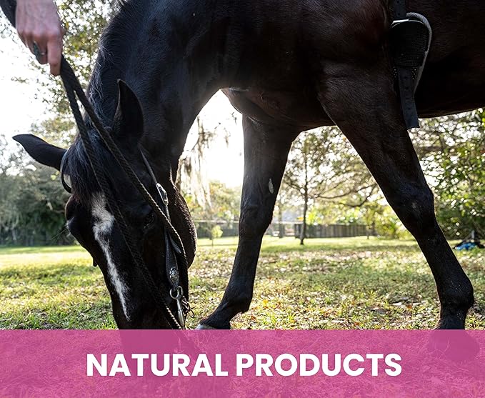 Holistic Natural Derived Calming Pet Shampoo for Anxiety: Veterinarian Recommended: Providing Stress Relief for Dogs, Cats and Horses - Made in USA - 16 oz